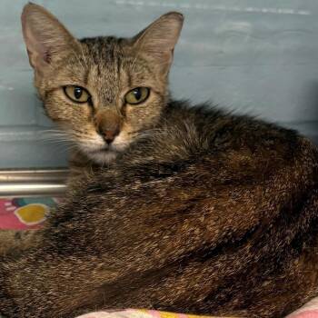 Goldie -  Domestic Short Hair Cat for Adoption in East Hanover, New Jersey - Goldie | PetCurious