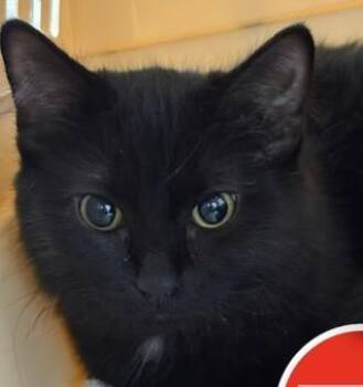Tres Leches -  Domestic Medium Hair and Domestic Short Hair Cat for Adoption in Lowell, Massachusetts - Tres Leches | PetCurious