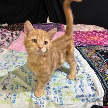 Crouton -  Domestic Short Hair Cat for Adoption in Port Neches, Texas - Crouton | PetCurious