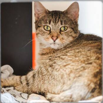 Domestic Short Hair Cats Available for Adoption - Clarabell | PetCurious