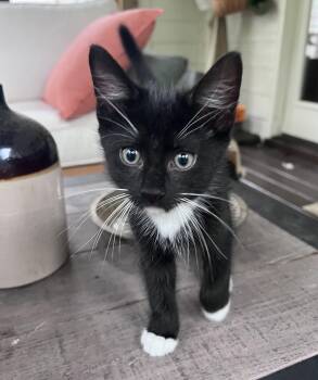 Bear -  Domestic Short Hair Cat for Adoption in Pittsboro, North Carolina - Bear | PetCurious