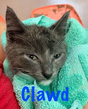 Rescue Domestic Short Hair Cats for Adoption in Prince Frederick, Maryland - Clawd | PetCurious