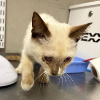 Hall -  Domestic Short Hair Cat for Adoption in Yuma, Arizona - Hall | PetCurious