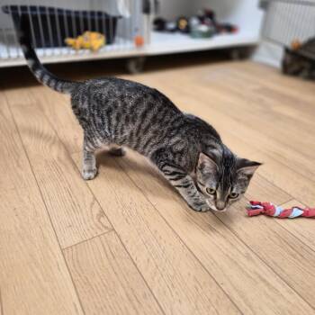 Pixel -  Domestic Short Hair Cat for Adoption in Woodstock, Illinois - Pixel | PetCurious