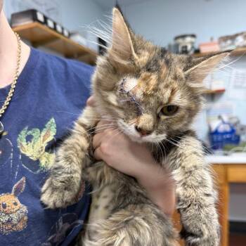 Opal -  Domestic Medium Hair Cat for Adoption in Chico, California - Opal | PetCurious