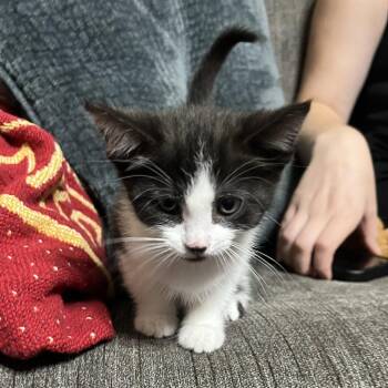Beni -  Domestic Short Hair Cat for Adoption in Harrisonburg, Virginia - Beni | PetCurious