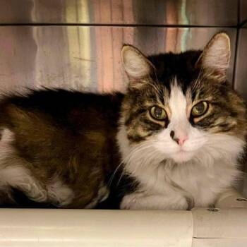 WRANGLER JANE -  Domestic Long Hair Cat for Adoption in Toronto, Ontario - WRANGLER JANE | PetCurious