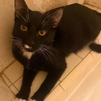 Rain -  Domestic Short Hair Cat for Adoption in Beverly Hills, California - Rain | PetCurious