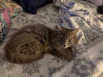 Domestic Long Hair Cats Available for Adoption - Sweetems | PetCurious