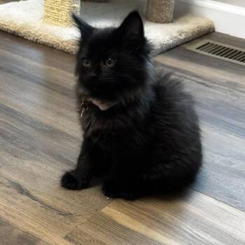 Phoebe -  Domestic Long Hair Cat for Adoption in Belleville, Illinois - Phoebe | PetCurious