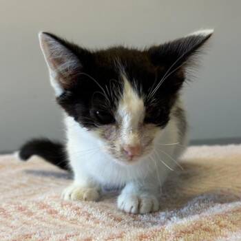 IVHS-Stray-139877 -  Domestic Short Hair Cat for Adoption in San Gabriel, California - IVHS-Stray-139877 | PetCurious