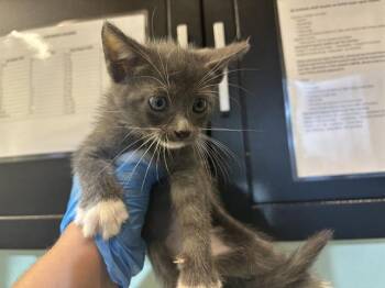 HELLCAT -  Domestic Short Hair Cat for Adoption in Grand Prairie, Texas - HELLCAT | PetCurious