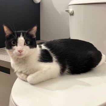 Domestic Short Hair Cats Available for Adoption - Xanadu | PetCurious