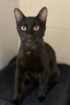 Poldark -  Domestic Short Hair Cat for Adoption in Fruit Heights, Utah - Poldark | PetCurious