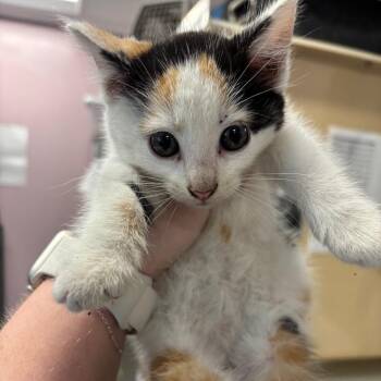 Cottontail -  Domestic Short Hair Cat for Adoption in Binghamton, New York - Cottontail | PetCurious