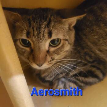 Domestic Short Hair Cats Available for Adoption - Aerosmith | PetCurious