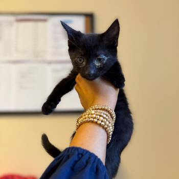 Domestic Short Hair Cats Available for Adoption in New York, New York - Hoagie | PetCurious