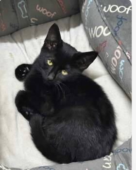 Rescue Domestic Short Hair Cats for Adoption in Nashville, Tennessee - Scampi | PetCurious