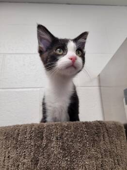 Vienna -  Domestic Short Hair Cat for Adoption in Logan, Utah - Vienna | PetCurious