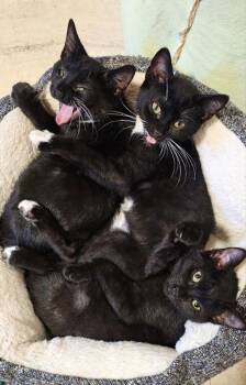 Tuxedo Cats Available for Adoption - Buttercream | PetCurious