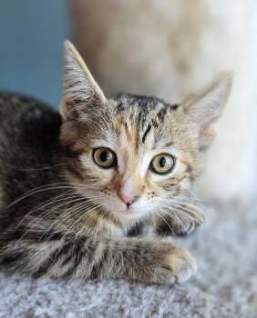 Sarah -  Domestic Short Hair Cat for Adoption in Wilmington, North Carolina - Sarah | PetCurious