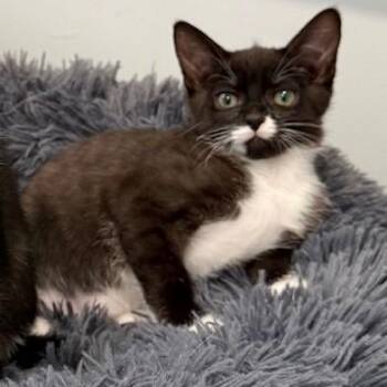 Rescue Tuxedo Cats for Adoption in Hoquiam, Washington - Callie - Sweet Little Tuxedo | PetCurious