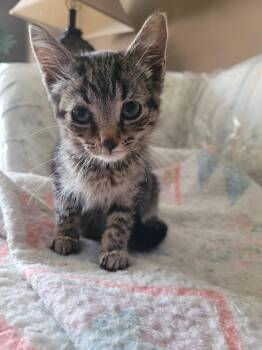 SPENCER -  Tabby and Domestic Short Hair Cat for Adoption in Niagara-on-the-lake, Ontario - SPENCER | PetCurious