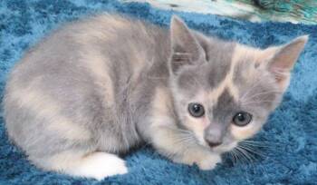 Ruffian -  Domestic Short Hair Cat for Adoption in Lexington, Virginia - Ruffian | PetCurious