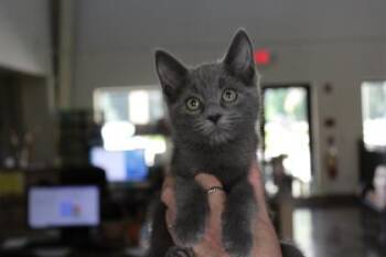 Domestic Short Hair Cats Available for Adoption in Brunswick, Georgia - Sally O`Malley (Knuckle Head) | PetCurious