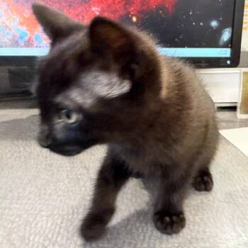 Skip -  Domestic Short Hair Cat for Adoption in Norman, Oklahoma - Skip | PetCurious