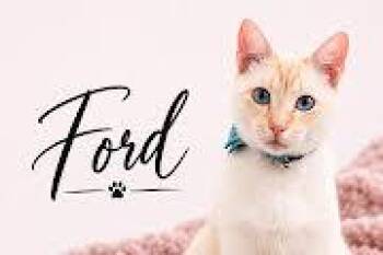 Ford -  Siamese Cat for Adoption in Midlothian, Texas - Ford | PetCurious