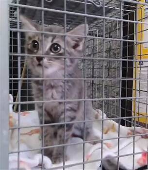 GOALY -  Domestic Short Hair Cat for Adoption in Tulsa, Oklahoma - GOALY | PetCurious