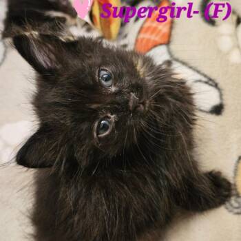Domestic Short Hair Cats Available for Adoption in Westminster, California - Supergirl | PetCurious