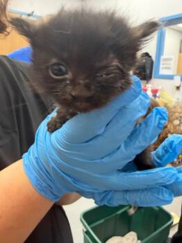 Kit -  Domestic Short Hair Cat Available for Adoption in Hartsville, South Carolina - Kit | PetCurious