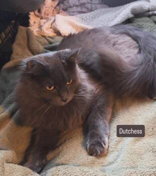 Dutchess -  Domestic Long Hair Cat for Adoption in Gardena, California - Dutchess | PetCurious