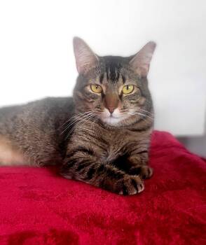 American Shorthair Cats Available for Adoption in San Juan, San Juan - Channel | PetCurious