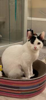 Sebastian -  Domestic Short Hair Cat for Adoption in Woodinville, Washington - Sebastian | PetCurious