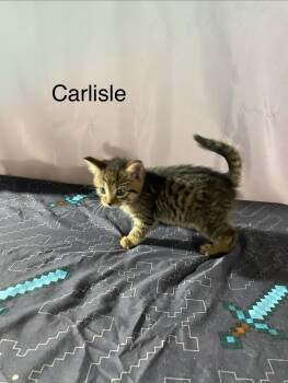 Carlisle -  Domestic Medium Hair Cat for Adoption in Macomb, Michigan - Carlisle | PetCurious