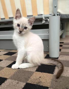Snoop Remix -  Domestic Short Hair and Siamese Cat for Adoption in Chandler, Arizona - Snoop Remix | PetCurious