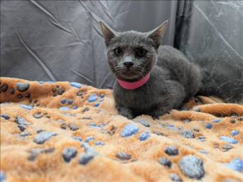 Domestic Short Hair Cats Available for Adoption in Grovetown, Georgia - HEATHER | PetCurious