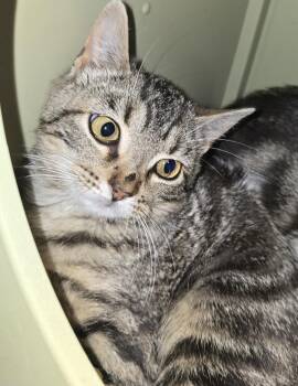 Chaps -  Domestic Short Hair Cat Available for Adoption in Dickson, Tennessee - Chaps | PetCurious