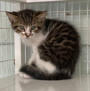 Mad Max -  Domestic Short Hair Cat for Adoption in Kingsland, Georgia - Mad Max | PetCurious