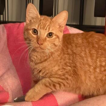 Orange Juice -  Domestic Short Hair Cat for Adoption in Evanston, Illinois - Orange Juice | PetCurious