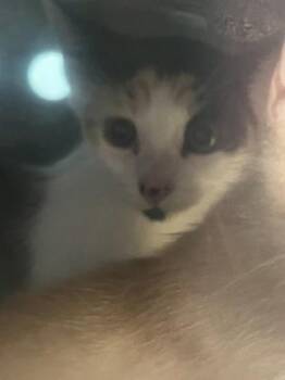 Firestar -  Domestic Short Hair Cat for Adoption in Daytona Beach, Florida - Firestar | PetCurious