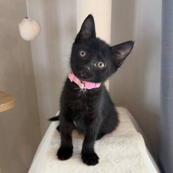 Belle -  Domestic Short Hair Cat for Adoption in Port Charlotte, Florida - Belle | PetCurious