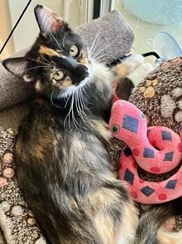 Darla -  Calico and Domestic Medium Hair Cat for Adoption in Phoenix, Arizona - Darla | PetCurious