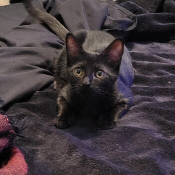 Fiona -  Domestic Short Hair Cat for Adoption in Galveston, Texas - Fiona | PetCurious