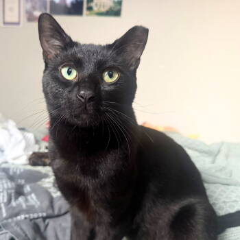 Rescue Domestic Short Hair Cats for Adoption - Roof Deck | PetCurious