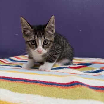 Domestic Medium Hair and Domestic Short Hair Cats Available for Adoption in Englewood, Florida - Strudel | PetCurious