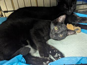 Cupid -  Domestic Short Hair Cat for Adoption in Broomall, Pennsylvania - Cupid | PetCurious